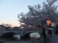 浅野川沿いの桜