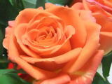 オレンジ色のバラの花。香りも届けばいいな・・・